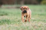 TOSA INU 168